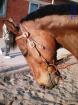 Suche Reitbeteiligung