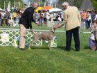 Weimaraner Welpen zu verkaufen