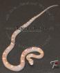 Kornnatter Pantherophis guttatus verschieden Varianten