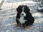 Quirlige Berner Sennen Welpen 10 Wo
