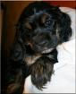 American Cocker Spaniel Welpen VDH/FCI