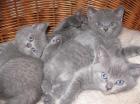 BKH Kartäuser Kitten in blau
