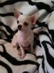 Chihuahua Rüde