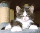 Wunderschöne Maine Coon Babys abzugeben