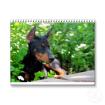 Wunderschöne Dobermannwelpen
