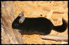 3 Chinchilla-Mädels auch getrennt zu vermitteln