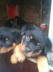 Rottweilerwelpen voraussichtlich letzte Jumbo Kinder abzugeben