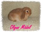 Süsse NHD und Mini Lop