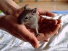 Degus Jungtiere zu verkaufen