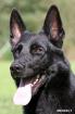 Schwarze Schäferhundwelpen ohne Inzucht