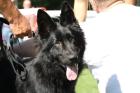 Schäferhund Deckrüde