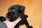 Riesenschnauzer-welpen mit Pap. aus Hessen
