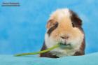 US Teddy Meerschweinchen
