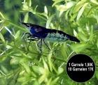 Carbon Rili Blue Zwerggarnele reinerbig Versand/ Abholung