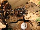 Argentinische Waldschaben Blaptica dubia