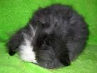 Kastrierter Teddywidder 4 Monate Kaninchen