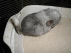 Chinchilla Weibchen abzugeben