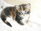 Allerliebste Maine Coon Babys Mitte Nov. 2022 abzugeben