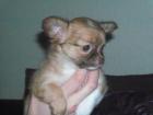 Süße Chihuahuawelpen suchen noch liebes Zuhause