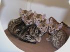 Atemberaubende Bengal-Kitten