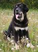 Liebevolle Tibette Dogge Zucht von Champions Wurf