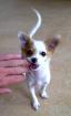 Chihuahua Rüde langhaarig kastriert 8 Monate sehr lebhaft