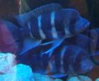 Cyphotilapia Frontosa Burundi Tanganjika Beulenkopf