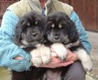 Tibetian mastiff welpen mit PP