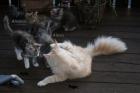 Maine coon Kitten aus Hobbyzucht zu verkaufen