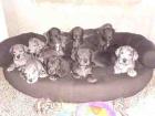 Deutsche Doggen Welpen suchen ab den 16. 01. 2022 ein neues Kuschelsofa