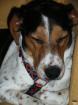 Welpen Junge und alte Hunde sind auf der Suche.
