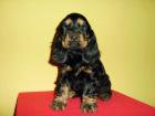 English Cocker Spaniel Swarz Black Tan