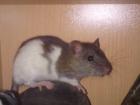 Rattenbabys 4 stück nur noch 3 Weibchen und 1 Männchen