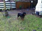 Königs Rottweiler 6 mon. kupiert über 35 Kg