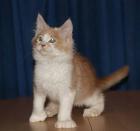 Maine Coon Babys-tapsig verschmust und total süß