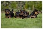Australian Terrier Jumpers Welpen