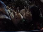 Hasenbabys und hasenmama zu verschenken wiesbaden