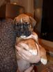 BOXER - WELPEN GEB. AM 6. 12. 2022
