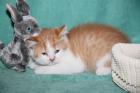Hasenfüße sind wir nicht aber Britisch Kurzhaar Kitten