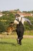 Malinois welpen