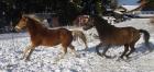 Sport Araber-Haflinger Wallach 4 5j. mit E-Pass