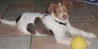 Neues Zuhause gesucht für unseren Buddy Labrador Australian Shepherd Mischlings