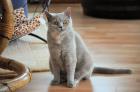 2 reizende Britisch Kurzhaar Katzen BKH