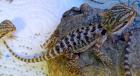 Junge Bartagamen Pogona Vitticeps