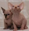 Kanadischer Sphynx
