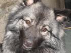 Haben läufige reinrassige Wolfspitzdame und suche passenden Rüden