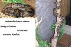 Handzahme liebevolle Königs-Python Terrarium/klein/groß abzugeben