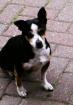Hund gegen Schutzgebühr anzugeben