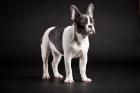 Franz. Bulldogge Wunderschöner Rüde in blau-weiß