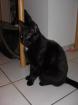 DRIGEND Romeo sucht ein neues Zuhause